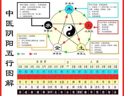 五行對應五臟|搞懂中醫五行陰陽論！一張表看懂五行與五臟的關係